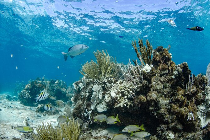 3 Hour Private Charter on Stingray City with Snorkeling - Starfish Point: 45 minutes to slow down