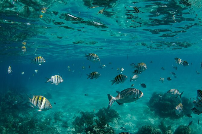 3 Hour Private Charter on Stingray City with Snorkeling - Rum Point, mangroves, and the mudslide stop option