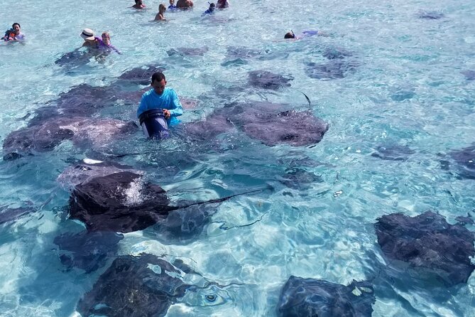 3 Stop Boat Tour Stingray City Coral Gardens and Starfish Point - Stop 1: Stingray City Sandbar in Shallow Water (and How the Crew Helps)