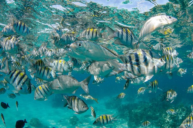 4 hour Private Boat charter to Stingray City, Snorkeling and More - Snorkeling Coral Gardens: shallow water, big fish energy