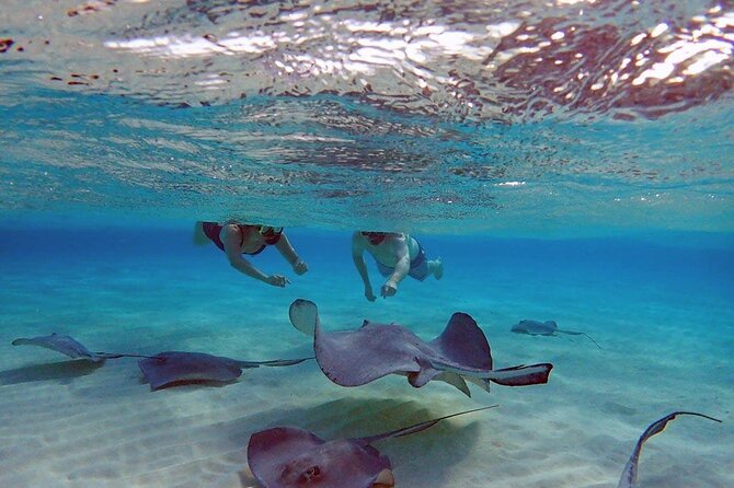 4-Stop Stingray, Snorkel, Star Fish & 7 Mile Beach (Family Owned) - What Makes It Feel Like a Local Family Operation