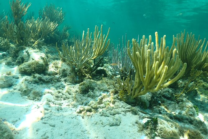 4-Stop Stingray, Snorkel, Star Fish & 7 Mile Beach (Family Owned) - Key Things to Know Before You Go