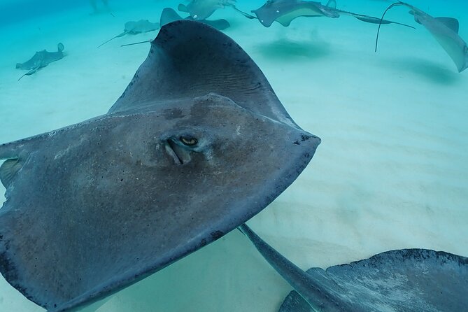 4-Stop Stingray, Snorkel, Star Fish & 7 Mile Beach (Family Owned) - Price and Value: Is $85 Worth It in Grand Cayman?