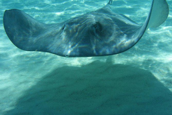 4-Stop Stingray, Snorkel, Star Fish & 7 Mile Beach (Family Owned) - Small Group Feel: Maximum 40, and the Crew Makes It