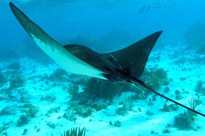 4 Stops Tour: Stingray, Snorkeling, Starfish & 7 Mile Beach - Key highlights at a glance