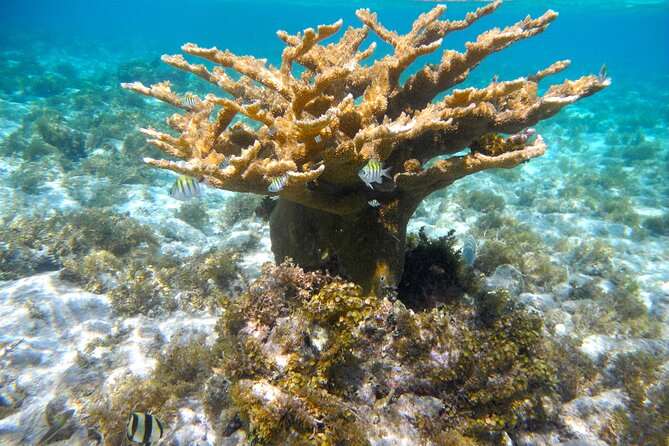4 Stops Tour: Stingray, Snorkeling, Starfish & 7 Mile Beach - Stop 2: Starfish Point for a quick, gentle shoreline encounter