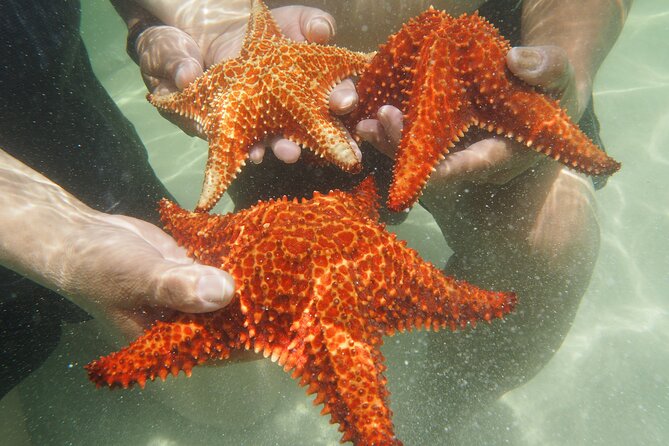 4 Stops Tour: Stingray, Snorkeling, Starfish & 7 Mile Beach - Stop 3: Coral Gardens snorkeling with gear, life vests, and a time budget