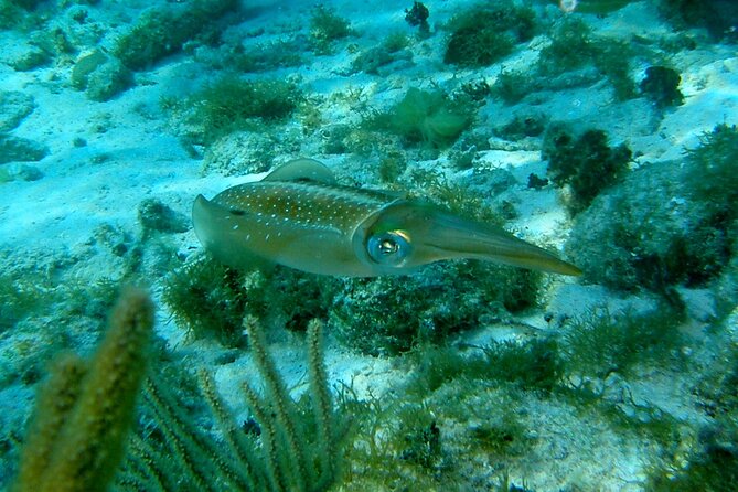 4 Stops Tour: Stingray, Snorkeling, Starfish & 7 Mile Beach - Stop 4: 7 Mile Beach, 45 minutes to relax the right way