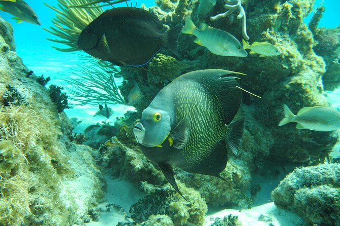 4 Stops Tour: Stingray, Snorkeling, Starfish & 7 Mile Beach - Price and value: what $60 includes, and what you still need to pack