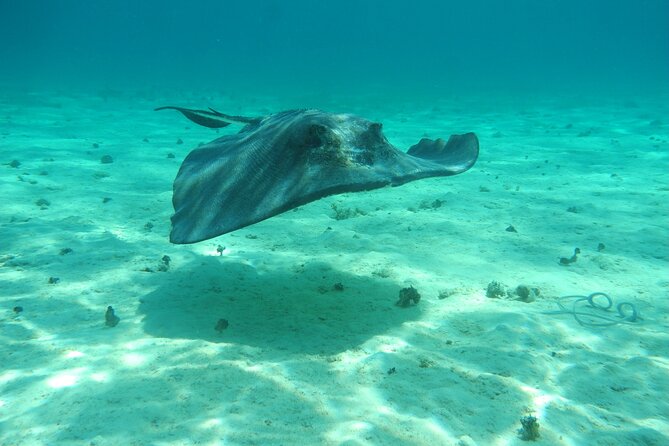 4 Stops Tour: Stingray, Snorkeling, Starfish & 7 Mile Beach - Pickup, meeting point, and how to make it feel effortless