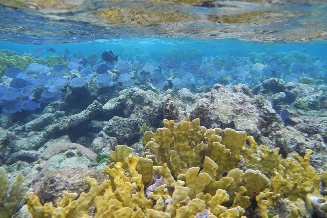 4 Stops Tour: Stingray, Snorkeling, Starfish & 7 Mile Beach - Stop 1: Stingray City, squid feeding and calm-water etiquette