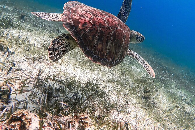 Acquarius Stingray City and Snorkel Tours - Pickup, Timing, and the Tender Deadline Factor