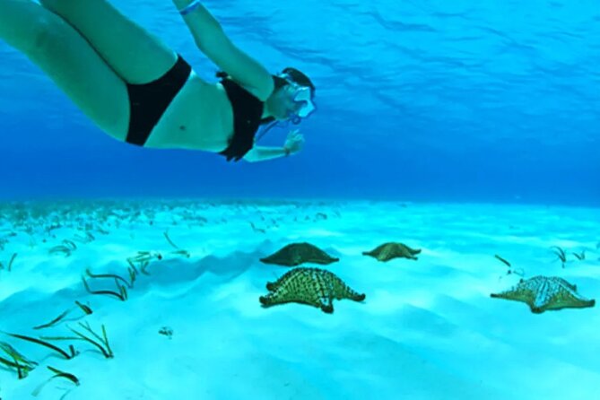 Cayman Adventure: Starfish Point, Stingray City and Coral Gardens - Key Points Before You Go