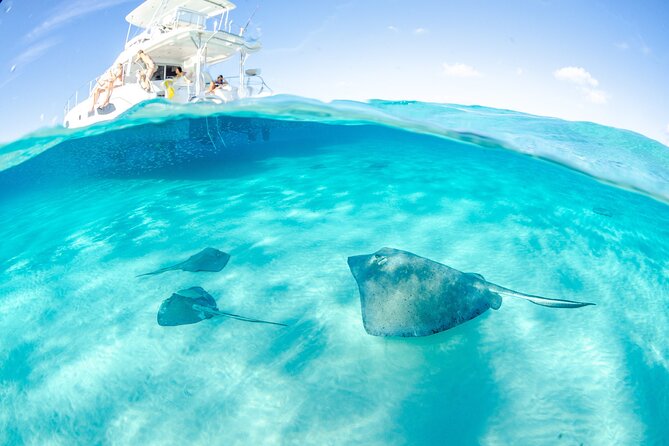Cayman Adventure: Starfish Point, Stingray City and Coral Gardens - Stingray City Sandbar: Shallow Water and a Real Wildlife Encounter