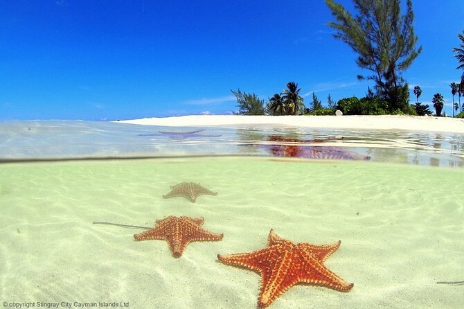 Cayman Adventure: Starfish Point, Stingray City and Coral Gardens - Coral Gardens Snorkeling: Timing and Why 40 Minutes Is Plenty