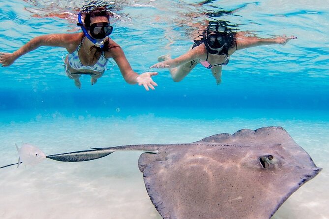 Cayman Adventure: Starfish Point, Stingray City and Coral Gardens - Price and What You Get for $107.10