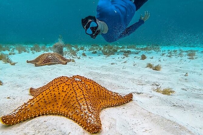 Cayman Combo Tour: Stingrays, Starfish Point and Crystal Caves - Stingray City in Grand Cayman, the part you came for