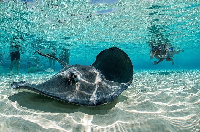 Cayman Combo Tour: Stingrays, Starfish Point and Crystal Caves - What you get for the $109 price, and what you should budget for