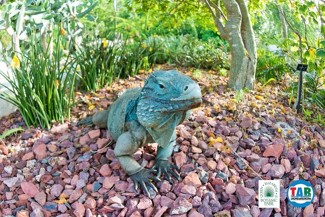 Cayman Crystal Caves & Pedro St James Castle or Botanical Garden - The main tradeoffs: comfort, water, and schedule mix-ups