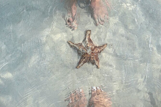 Cayman Ultimate Tour: Stingrays, Starfish Point and Crystal Caves - Stingray City: swimming with southern stingrays without the stress
