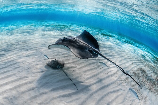 Cayman Ultimate Tour: Stingrays, Starfish Point and Crystal Caves - What you actually get for $85.50, and if it’s good value