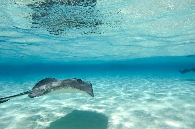 Cayman Ultimate Tour: Stingrays, Starfish Point and Crystal Caves - Who this tour is for, and who should think twice