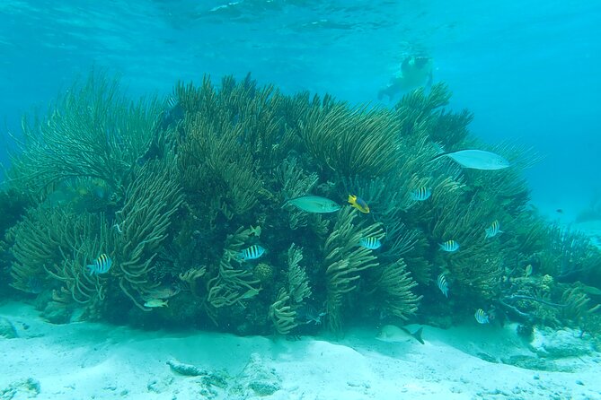 (Family owned) Stingray city sandbar, Starfish Beach & Snorkeling - Quick hits before you go