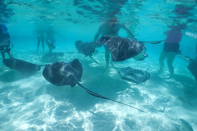 (Family owned) Stingray city sandbar, Starfish Beach & Snorkeling - How the 3-stop flow works, sandbar to reef to Starfish Point
