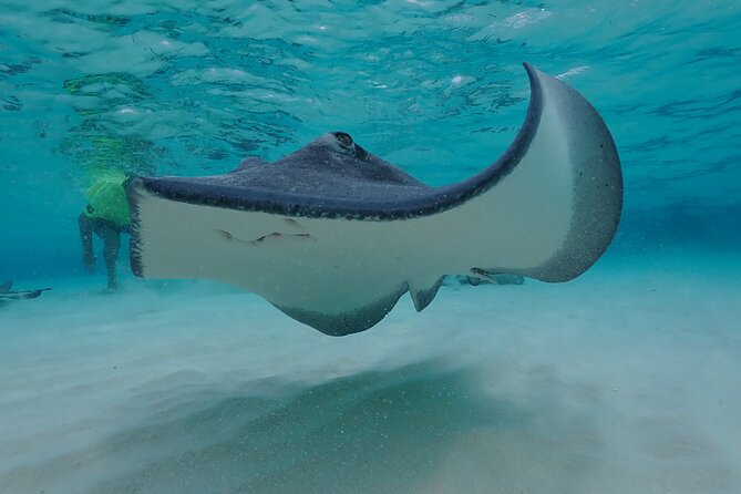 (Family owned) Stingray city sandbar, Starfish Beach & Snorkeling - Starfish Point in knee-deep water, the fun stop and its trade-off