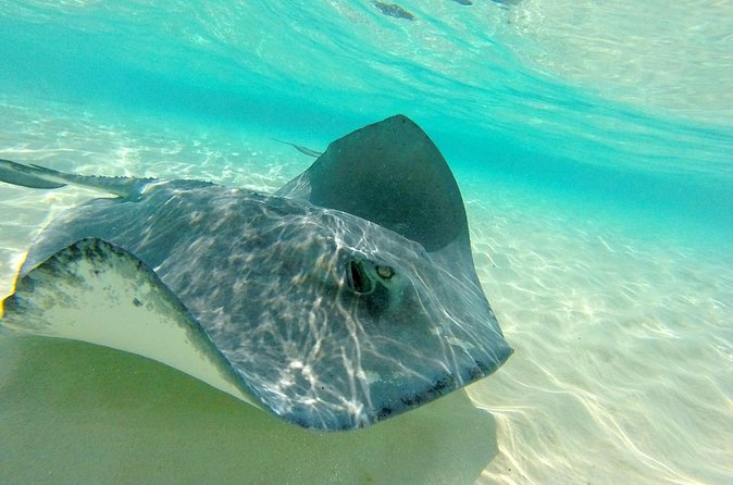 (Family owned) Stingray city sandbar, Starfish Beach & Snorkeling - Pickup and timing from George Town, getting there without stress