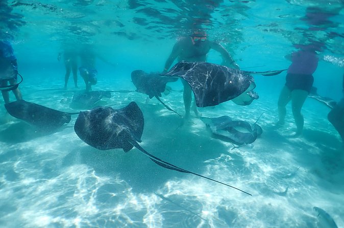 (Family owned) Stingray city sandbar, Starfish Beach & Snorkeling - Value and the $65 price check, what you really get
