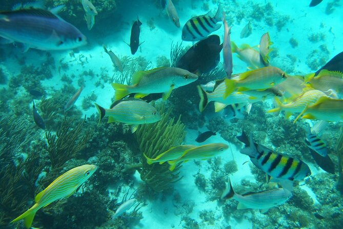 Full-Day Private Stingray City Snorkeling and Starfish Beach Tour - Price, Value, and Who This Private Tour Fits Best