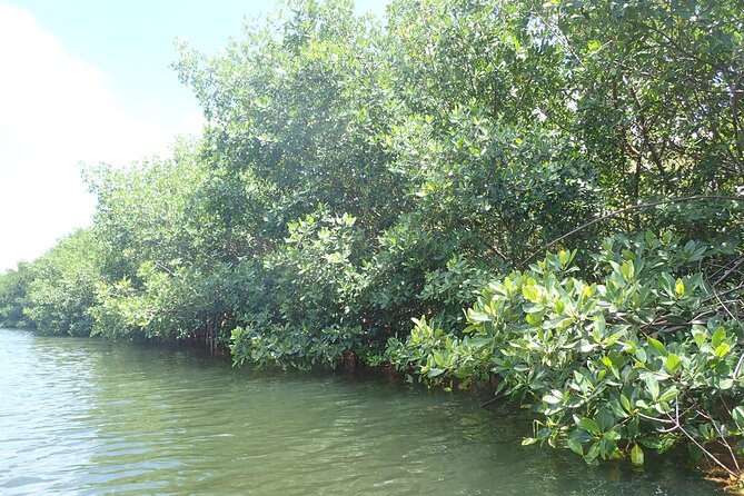 Get Anchored - The Real Star Stop: Stingray City (And Why That Timing Works)