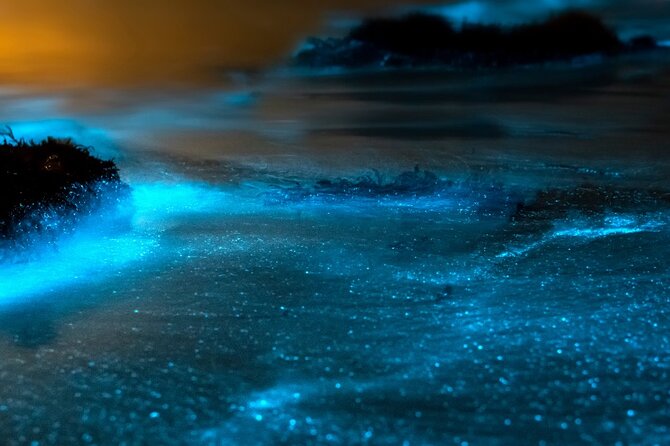 Grand Cayman Bioluminescence Experience - Crew Energy and the Camera Factor: Why People Return