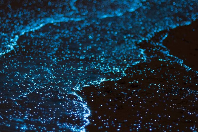 Grand Cayman Bioluminescence Experience - Timing, Moon Phases, and the Reality of Variable Glow