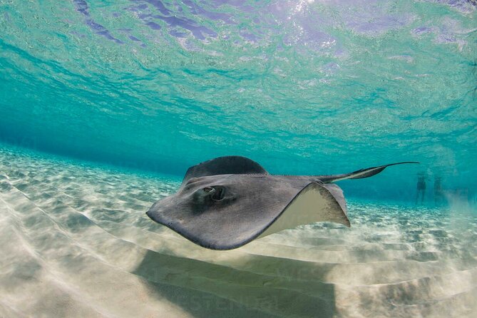 Grand Cayman Stingray City and Reef Snorkeling Combo Tour - Reef snorkeling right after the rays, what you’re actually signing up for