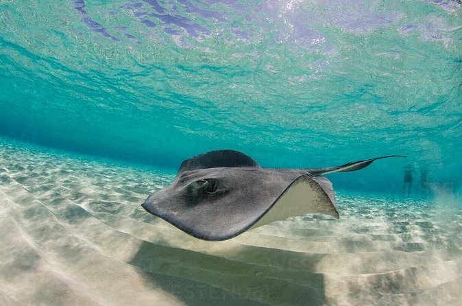 Grand Cayman Stingray City and Reef Snorkeling Combo Tour - What’s included for $89, and where you may spend extra