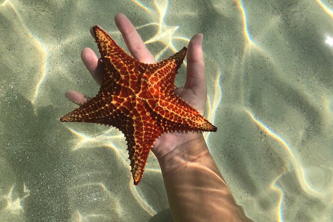 Half Day Private Boat Charter in Grand Cayman - Stingray Sandbar: what the experience is like and how to make it comfortable
