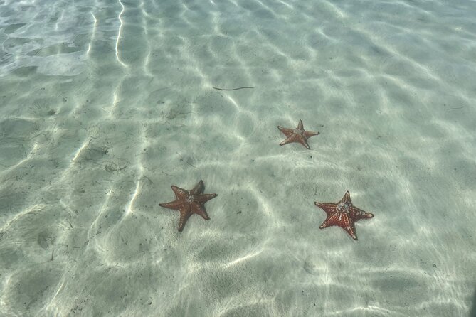 Half Day Private Boat Charter in Grand Cayman - Reef snorkeling around Grand Cayman, gear included and choice built in