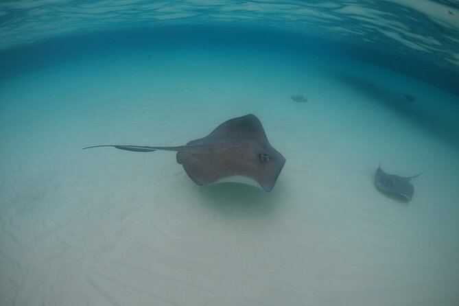 Half-Day Private Stingray City Charter - Grand Cayman - BTC - Coral Gardens Snorkeling: Shallow Water Fun With Real Marine Life