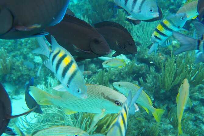 Half-Day Private Stingray City Charter in Cayman Islands - Starfish Point: the calmer break in the day