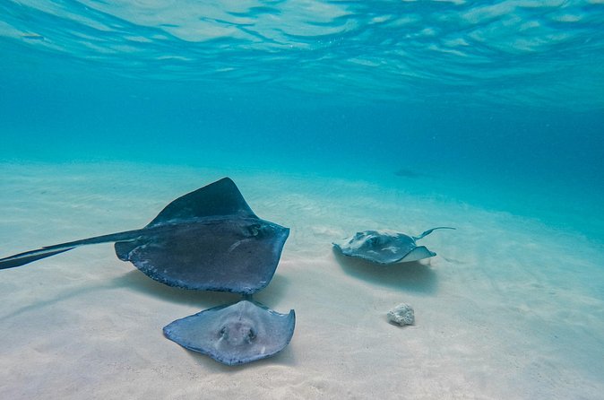 Party Boat Cruise - Stop 1: Stingray City and the Hands-On Moment That People Remember