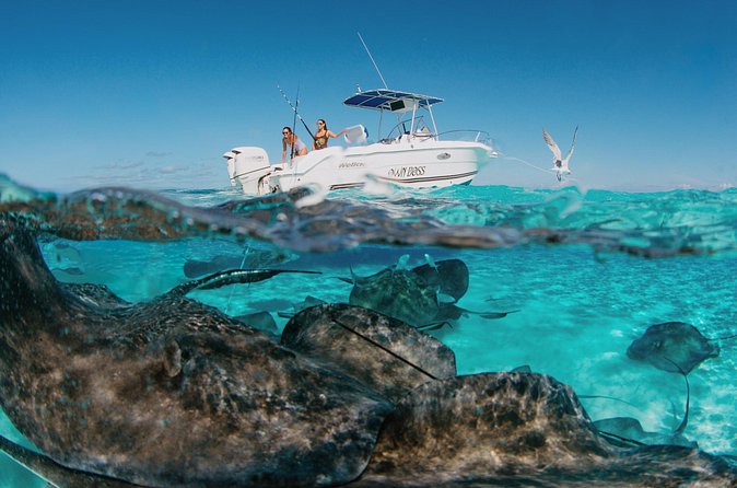 Private Boat Charter Snorkeling Stingray City or Bio Bay - Starfish Point for about 45 minutes: a calm break before Rum Point