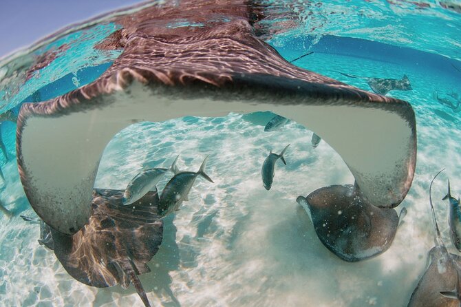 Private Boat Charter Snorkeling Stingray City or Bio Bay - Bioluminescent Bay at night: the guided glow swim