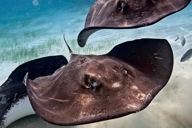 Private Charter 34ft Express Cruiser Stingay City Reef Snorkeling - Stingray City: waist-deep sandbar fun with real crew guidance