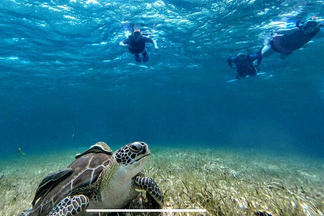 Private Charter 34ft Express Cruiser Stingay City Reef Snorkeling - Price and value: how $1,000 per group really plays out