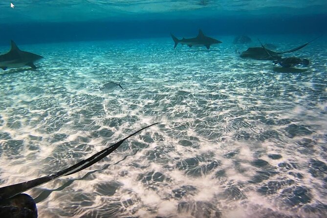 Private Full Day Charter - Stingray City, Starfish Point, Kaibo & Snorkeling - Stingray City: The Main Event, Up Close, Up Personal