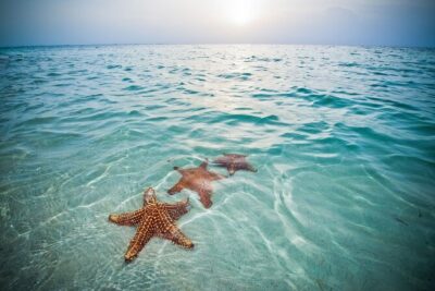 Private Full Day Charter – Stingray City, Starfish Point, Kaibo & Snorkeling
