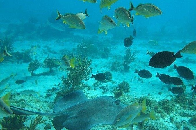Private Full Day Charter - Stingray City, Starfish Point, Kaibo & Snorkeling - Price and Value for a Charter Up to 6