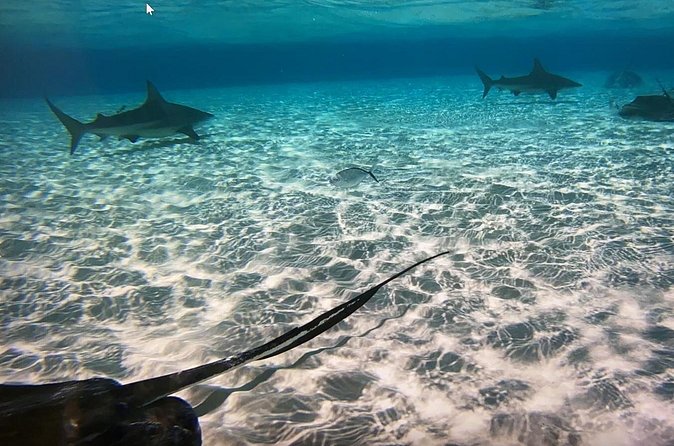 Private Half-Day Charter to Stingray City, Starfish Point and Snorkeling Tour - Customizing Your Half Day: Swap Stops, Bring Drinks, Keep It Yours
